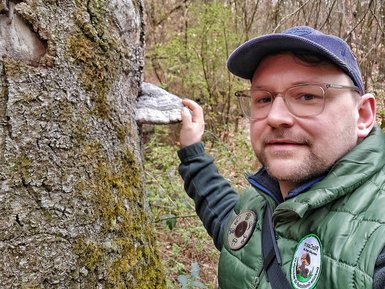 Dotent zeigt großen Pilz der an Baumseite wächst 